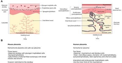 Imprinted MicroRNA Gene Clusters in the Evolution, Development, and Functions of Mammalian Placenta